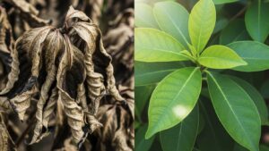 Comparison of a wilting plant and a thriving sun-loving plant with green leaves