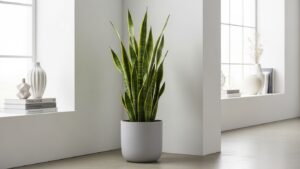 Snake plant in a minimalistic room with natural light, air purifying plant care