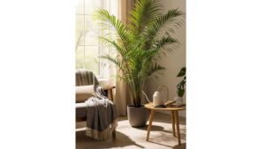 Areca Palm in a bright living room near a window, alongside cozy furniture