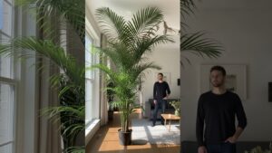 Areca palm in living room, safe for pets, with natural light through window