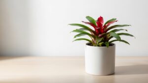Vibrant indoor bromeliad in a white pot, showcasing its colorful leaves and blooms.