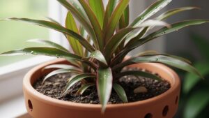 A thriving Dracaena plant in a pot, ideal for beginner plant enthusiasts.