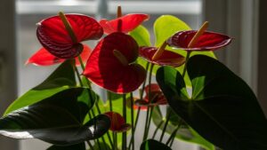 Bright anthuriums thriving under optimal light conditions to avoid leaf burn.