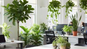 Office filled with low maintenance plants for enhanced focus
