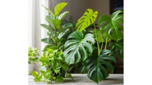 Lush indoor plants by sheer-covered window for natural light filtering