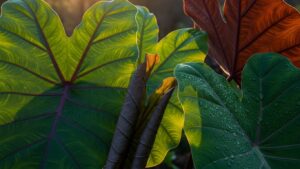 Vibrant green and purple leaves with sunlight and water droplets