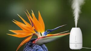 Bird of Paradise flower with humidifier releasing mist in the background