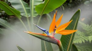 Bird of Paradise flower with water droplets in a humid environment