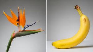 Bird of Paradise flower and banana fruit comparison