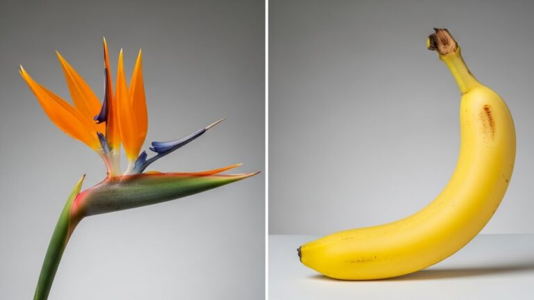 Bird of Paradise flower and banana fruit comparison