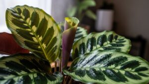 Vibrant Calathea leaves with water droplets, showcasing prayer plant features.