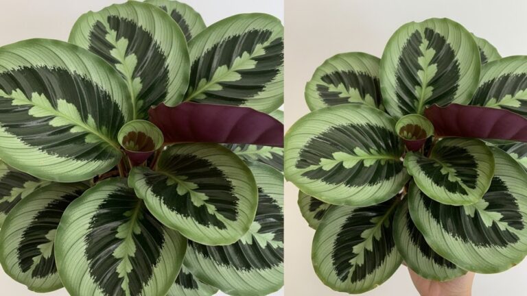 Close-up view of Calathea plant leaves with distinctive patterns