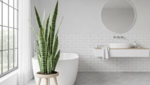 Snake plant in modern bathroom with white tiles and natural light.