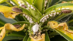 Dracaena plant showing common pests like mealybugs and aphids on leaves