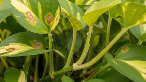 Pothos plant leaves with pest damage and webbing, highlighting common pothos pests.