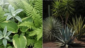 Comparison of leafy and structural plant types in a garden setting