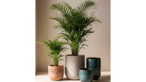 Areca palms in decorative pots enhance living room decor