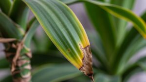 Close-up of dracaena leaf showing brown tips indicating leaf drop