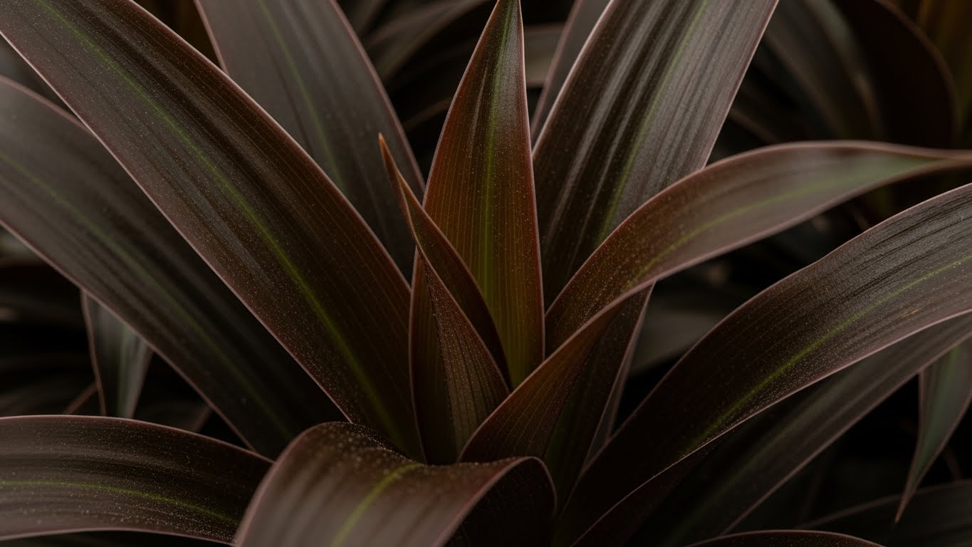 Dracaena plant with brown leaves indicating potential care issues