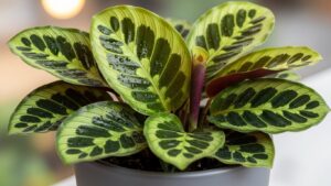 Vibrant Calathea plant with water droplets on zebra-patterned leaves