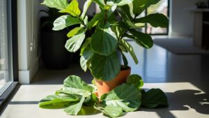 Fiddle leaf fig plant with fallen leaves on the floor.