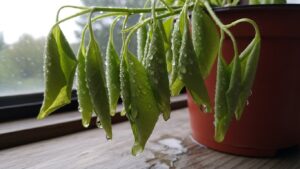 Close-up of droopy leaves with water droplets in a red pot