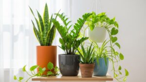 Various indoor houseplants in colorful pots on a bright windowsill