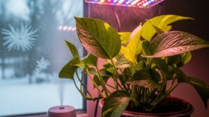 Pothos plant under grow light during winter with frosted window background