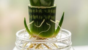 Snake plant leaf rooting in water with visible roots and new shoots