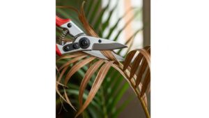 Pruning brown areca palm leaves with pruning shears in low light
