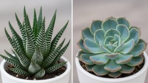 Comparison of Haworthia and Echeveria succulents in white pots