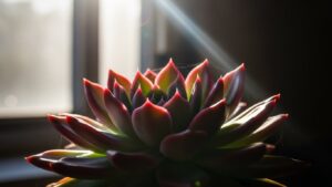 Succulent plant basking in sunlight indoors, illustrating light needs