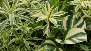 Variegated rare plants with green and cream leaves in a garden setting