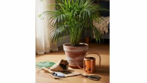 Lush parlor palm in terracotta pot with gardening tools and book nearby