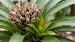 Bromeliad plant with dried bloom and new shoots emerging in green leaves