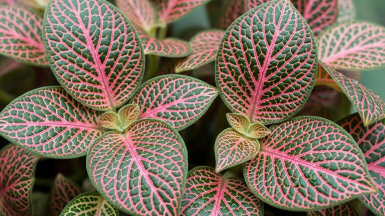 Bright, vivid Fittonia leaves with pink veins and green background.