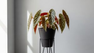 Stylish begonia plant in modern planter against a neutral wall