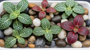 Colorful Fittonia plants on a pebble tray for humidity boost