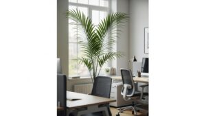 Kentia palm in modern office near window with desks and chairs
