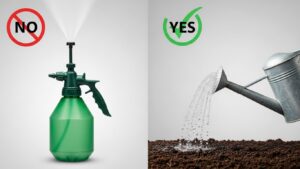 Comparison of watering methods for succulents: misting versus proper pouring.