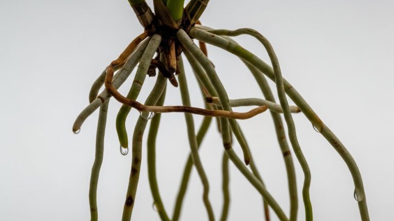 Orchid aerial roots with water droplets, highlighting their unique adaptation and structure.