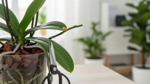 Pruning an orchid for reblooming after flower drop, showcasing scissors and healthy plant.