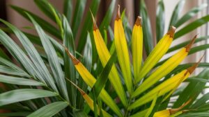 Parlor palm with yellowing leaves and brown tips