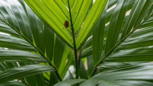 Close-up of parlor palm leaves with spider web detail in AC room setting
