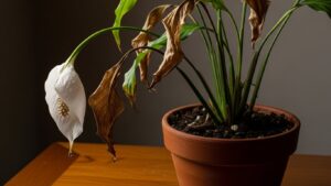 Peace Lily Drooping? What to Do and When