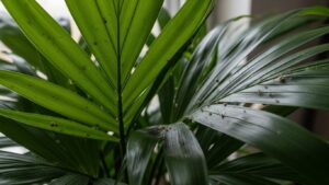Close-up of pests on indoor Kentia palm leaves, highlighting common indoor plant issues