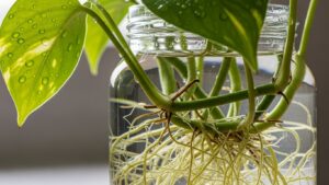 Pothos plant growing in a jar of water with visible root system