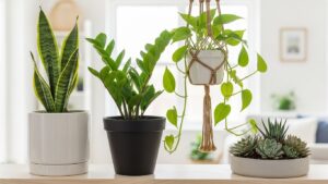 Low-maintenance indoor plants for forgetful waterers on a bright shelf