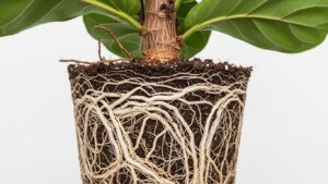 Root-bound fiddle leaf fig plant needing repotting.