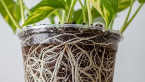Close-up view of root-bound pothos plant in clear pot.